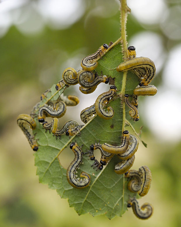 Hemichroa crocea larvae