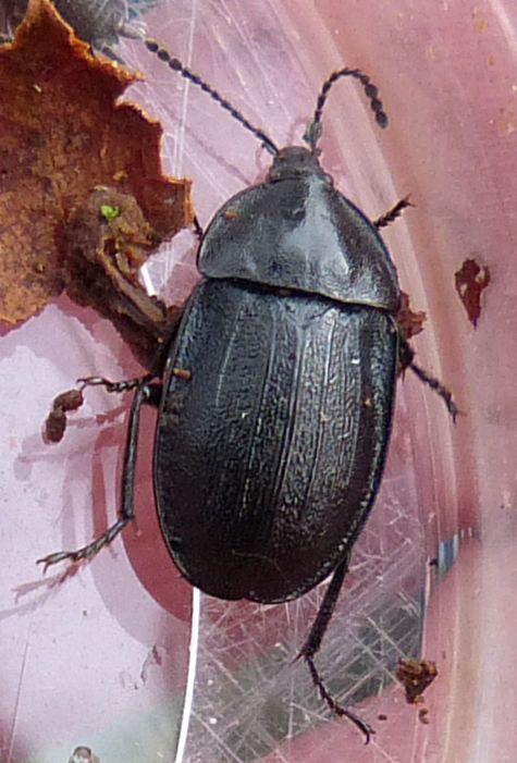 Silpha atrata