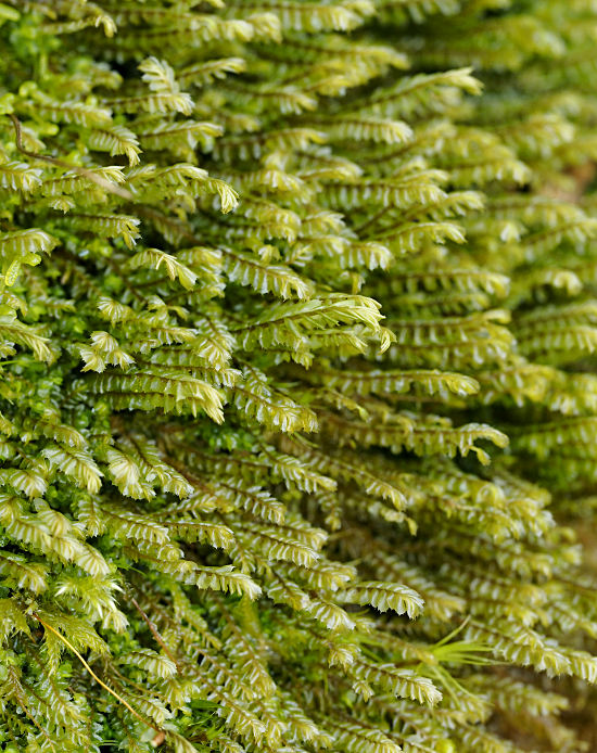 Plagiochila spinulosa